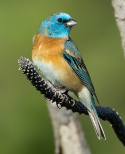 lazuli Bunting by Gavin McKinnon.