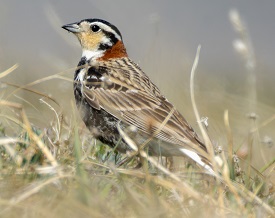 Chestnut-collared Longspur by Gavin McKinnon