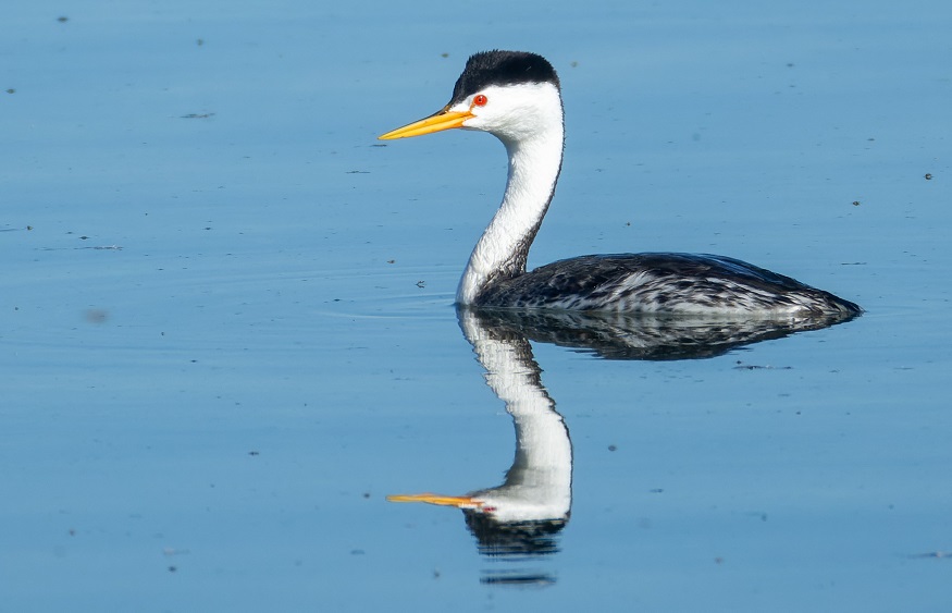 Clark's Grebe by Gavin McKinnon.