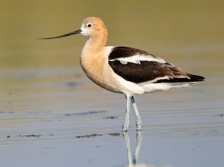 American Avocet photo by Gavin McKinnon