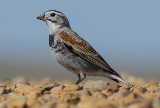 Thick-billed Longspur by Gavin McKinnon.