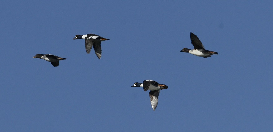 Barrow's Goldeneyes by Steve Bird.