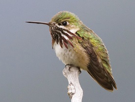 Calliope Hummingbird by Gavin McKinnon