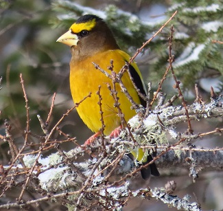 Evening Grosbeak (Photo: Gina Nichol)