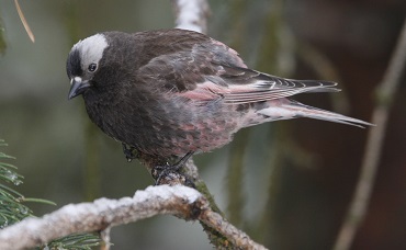 Grey-crowned Rosy Finch by Steve Bird.