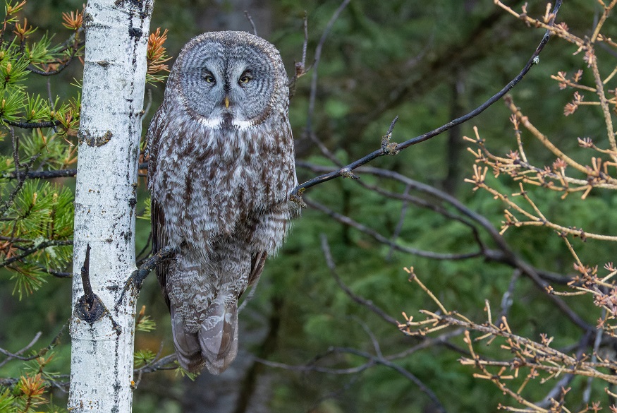 Great Gray Owl by Gavin McKinnon.