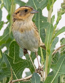 Nelson's Sparrow by Gavin McKinnon