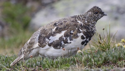 White-tailed Ptarmigan by Gavin McKinnon.