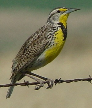 Western Meadowlark by Steve Bird. 