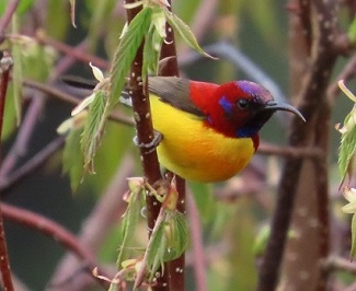 Mrs. Gould's Sunbird