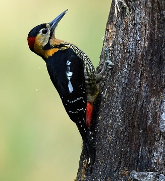 Darjeeling Woodpecker