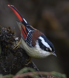 Red-tailed Minla