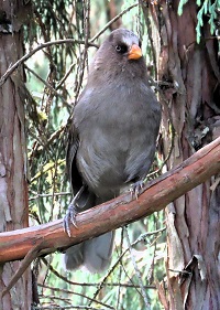 Great Parrotbill. 