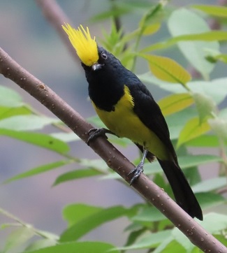 Sultan Tit
