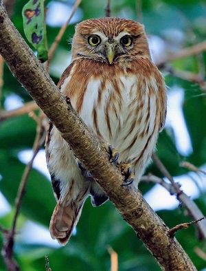 Ferruginous Pygmy Owl by Steve Bird.