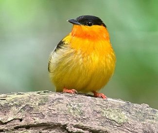 Orange-collared Manakin by Jose Pablo Castillo.