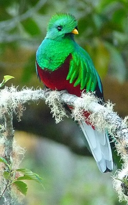 Resplendent Quetzal by Gina Nichol. 