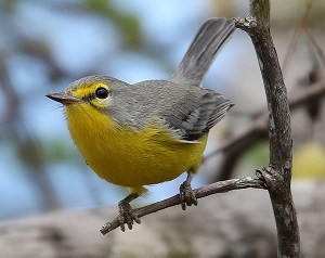 barbuda warbler by Beatrice Henricot