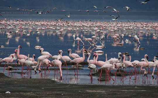 Flamingos, Lake Nakuru, Kenya. Photo by Gina Nichol.