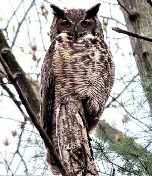 Great Horned Owl by Gina Nichol
