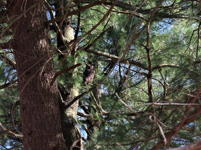 Great Horned Owl, April 17, 2020 by Gina Nichol.