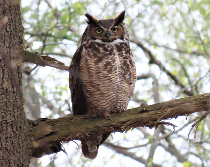 Great Horned Owl, April 23, 2020 by Gina Nichol.