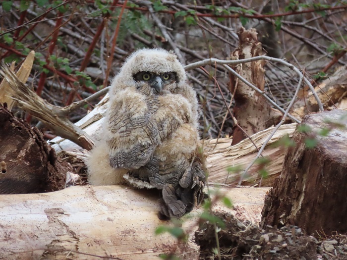 Great Horned Owl chick, April 23, 2020