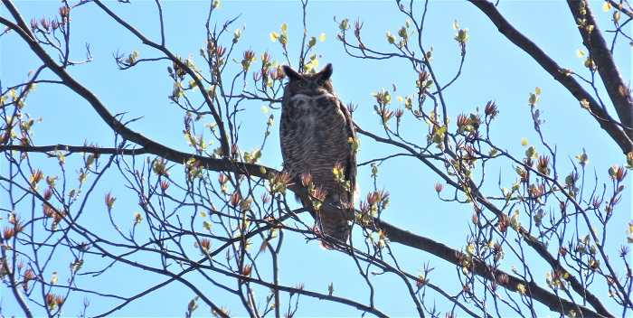 Great Horned Owl