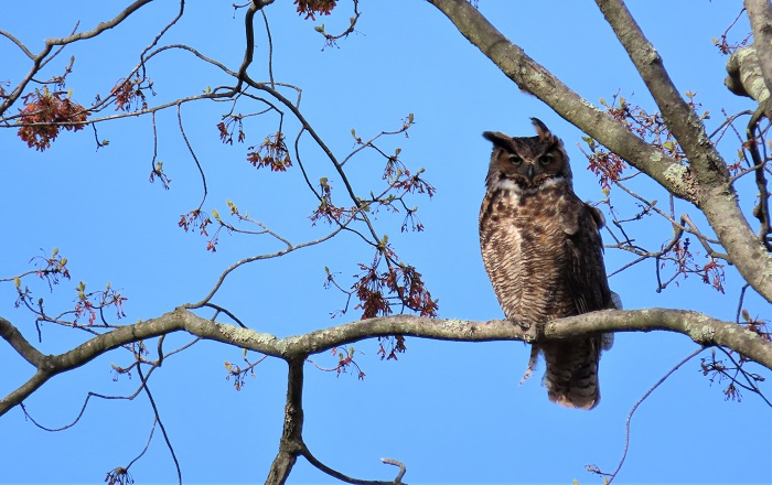 Great Horned Owl