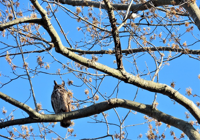 Great Horned Owl. 