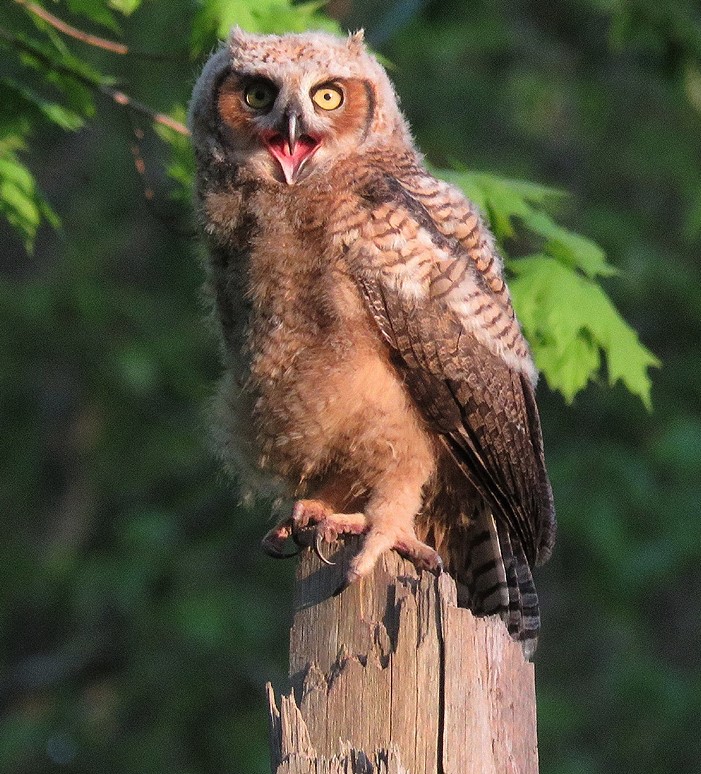 Great Horned Owl chick