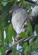 Lined Forest-Falcon