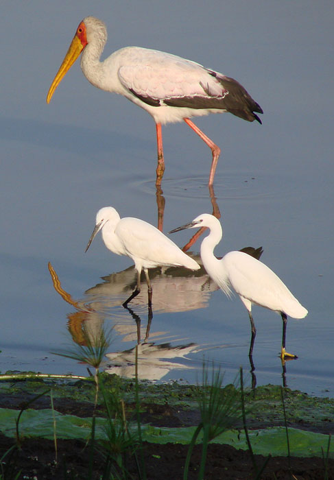 Yellow-billed