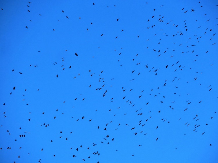 Honey Buzzards in migration, Gibraltar, Spain, September 2021