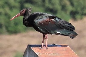 Bald Ibis by Gina Nichol