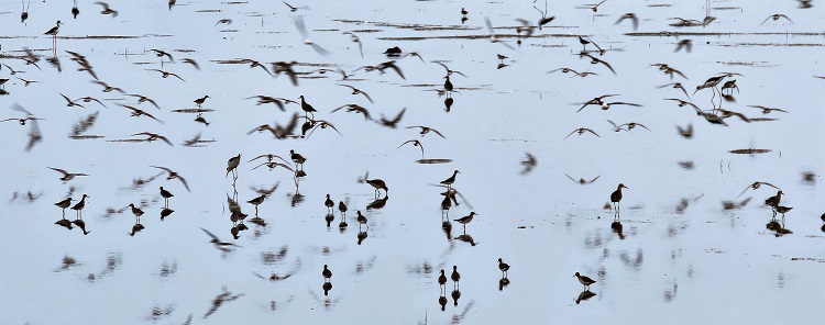 Shorebirds, Ebro Delta