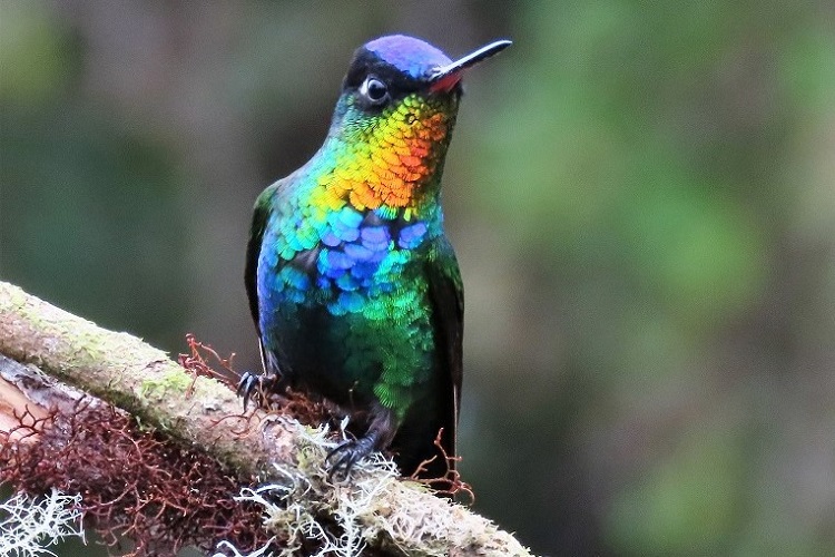 Fiery-throated Hummingbird, Costa Rica, March 2022. Photo by Gina Nichol 