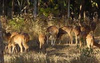 Spotted_Deer