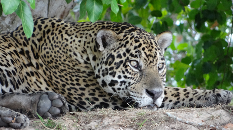 Jaguar. Pantanal, Brazil!