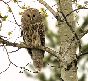 Ural Owl by Julian Hough