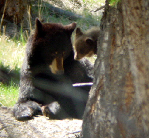 Black_Bear_and_Cub