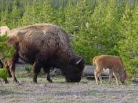 Bison_with_young